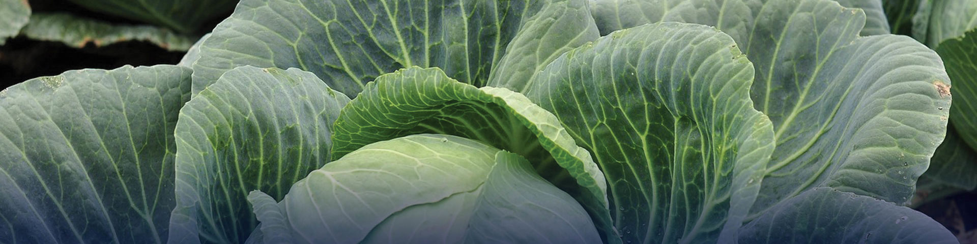 Closeup of a cabbage.