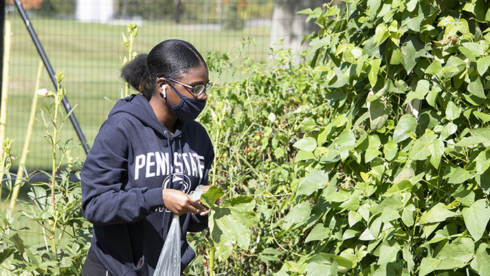Student picking beans in the garden. 